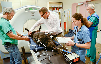 Dr. Michael Kent positions a dog for a CT scan at the UC Davis veterinary hospital.
