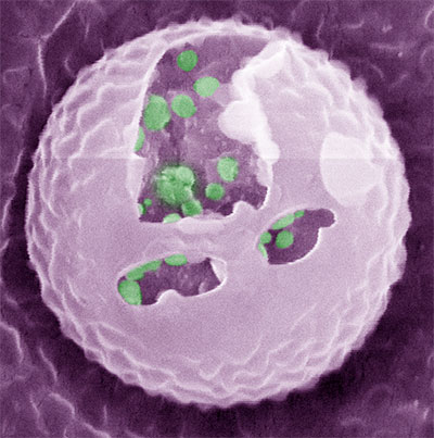 Fluorescence image of the artificial beta cells